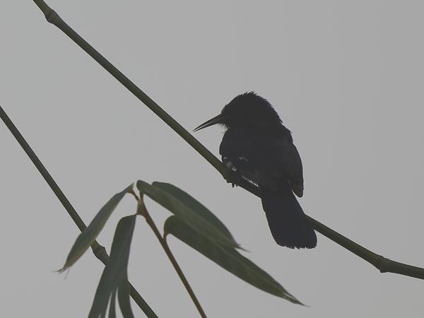 <h3><a href="/trips/gambia/biota/animalia/chordata/aves/038 bucerotiformes/002 phoeniculidae/rhinopomastus aterrimus/rhinopomastus aterrimus-nl.html">Rhinopomastus&nbsp;aterrimus</a> / Black&nbsp;scimitarbill / Zwarte&nbsp;boomhop</h3>OM-1 Mark II met OLYMPUS M.150-400mm F4.5, 1/2000 sec  bij F4.5, ISO 250, afstand 22.5&nbsp;m